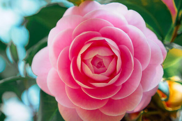 山茶花的花語和寓意,象征了什麼
