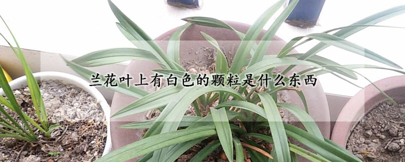 蘭花葉上有白色的顆粒是什麼東西