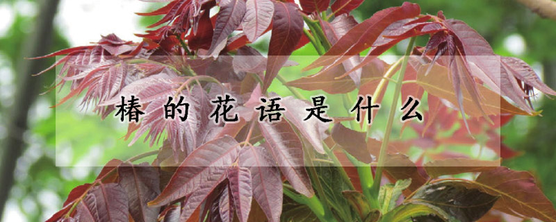 椿的花語是什麼