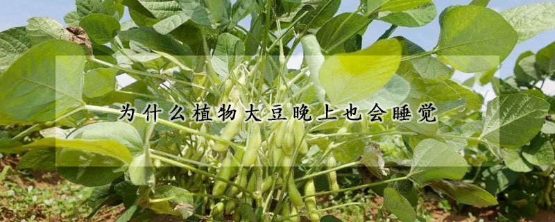 為什麼植物大豆晚上也會睡覺