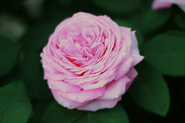 薔薇的花語和寓意,象征了什麼