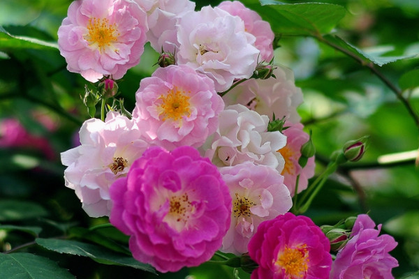 薔薇的花語和寓意,象征了什麼