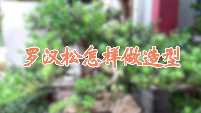 羅漢鬆怎樣做造型