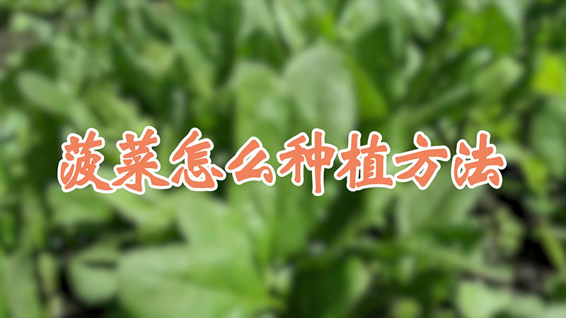 菠菜怎麼種植方法視頻