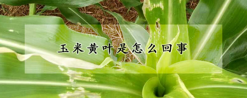 玉米黃葉是怎麼回事