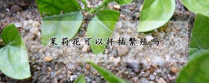 茉莉花可以扡插繁殖嗎