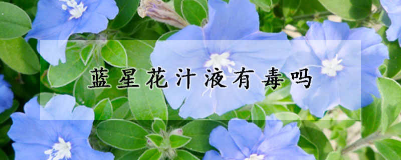 藍星花汁液有毒嗎