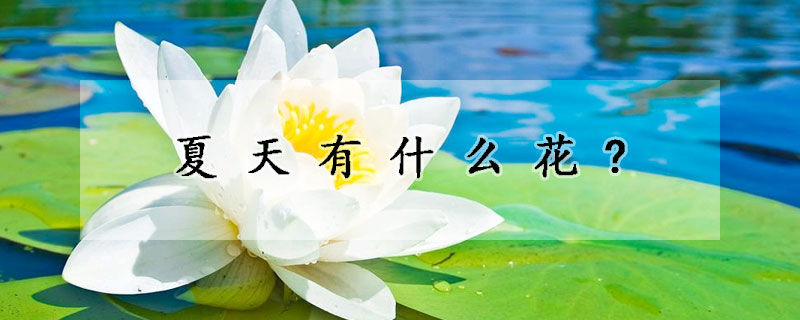 夏天有什麼花?