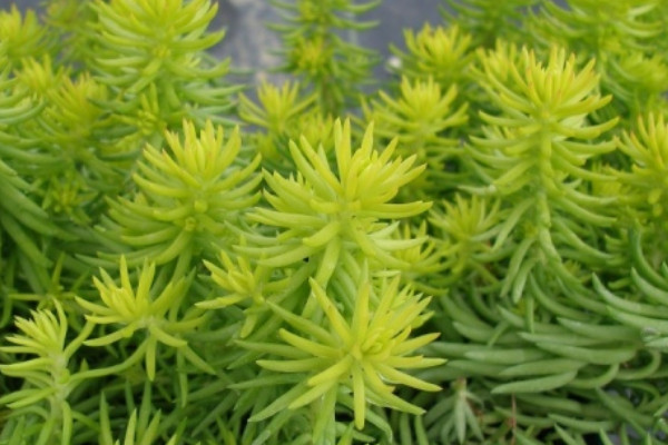 扁形花盆養什麼植物