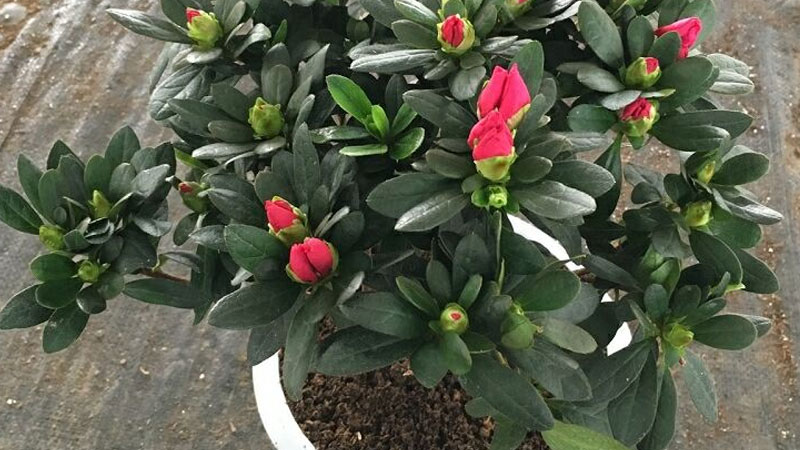 紅色土壤適合種植什麼