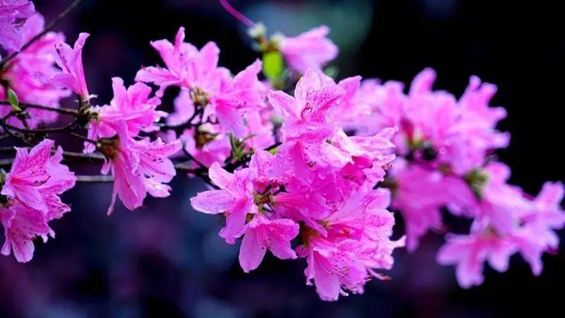 杜鵑花的花語和寓意,象征了什麼