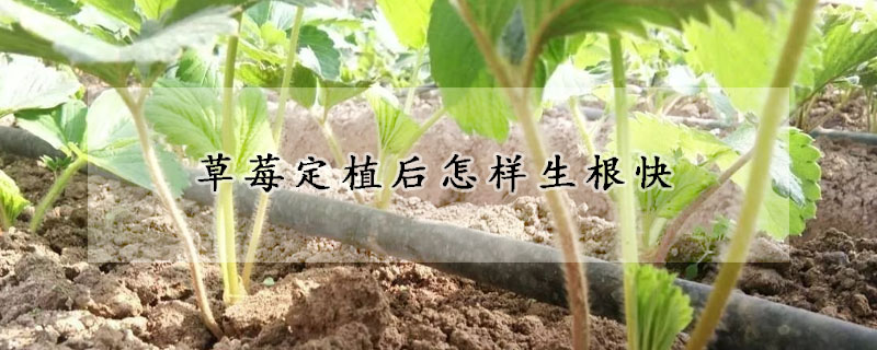 草莓定植後怎樣生根快