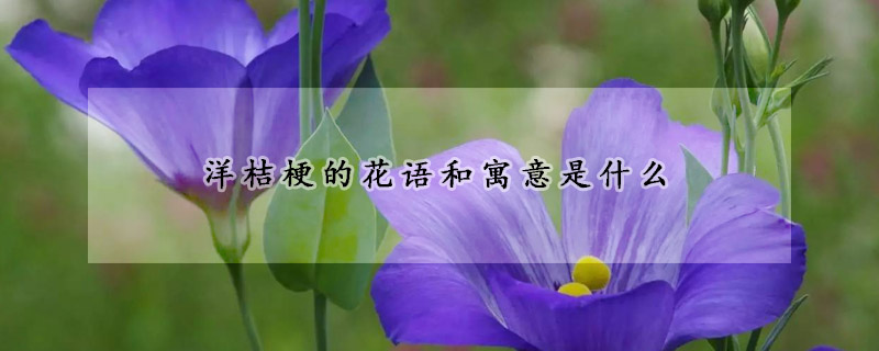 洋桔梗的花語和寓意是什麼