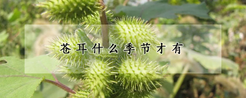 蒼耳什麼季節才有