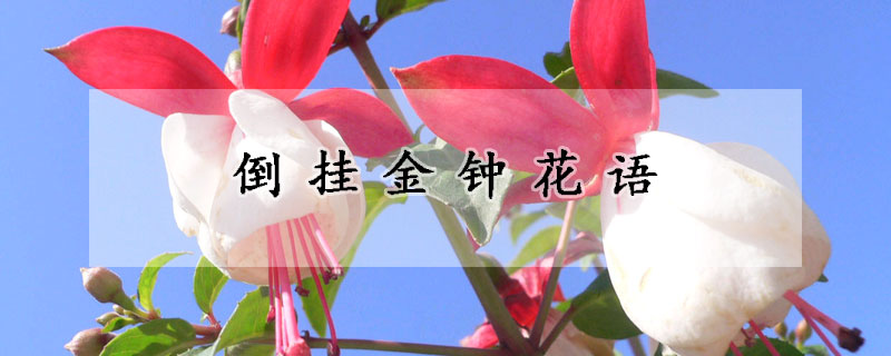倒掛金鍾花語
