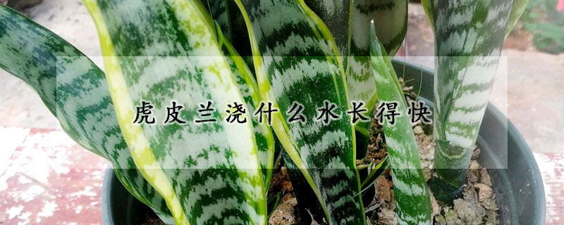 虎皮蘭澆什麼水長得快