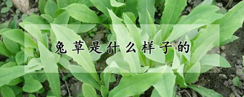兔草是什麼樣子的