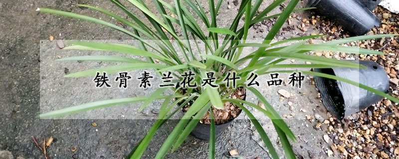 鐵骨素蘭花是什麼品種