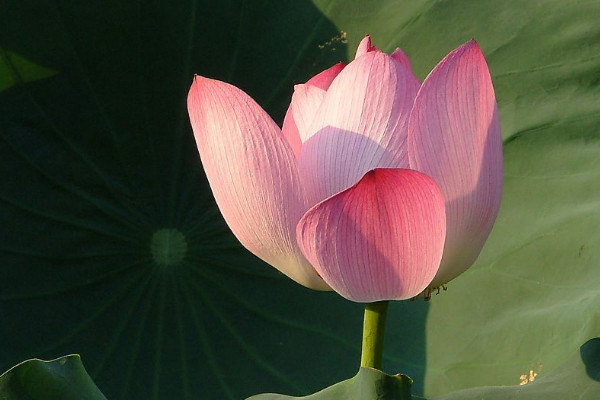 什麼花在什麼時候開