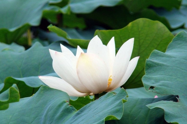 春夏秋冬各有什麼花