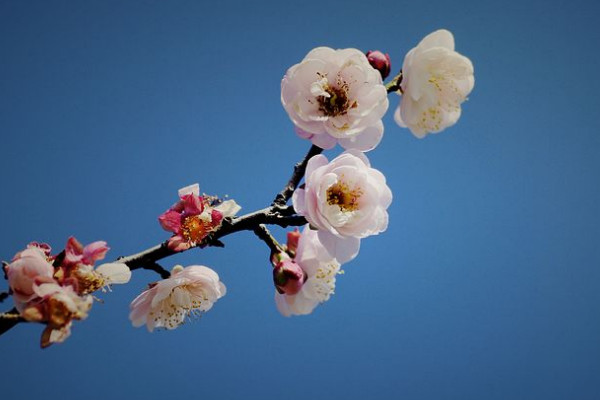 春夏秋冬各有什麼花