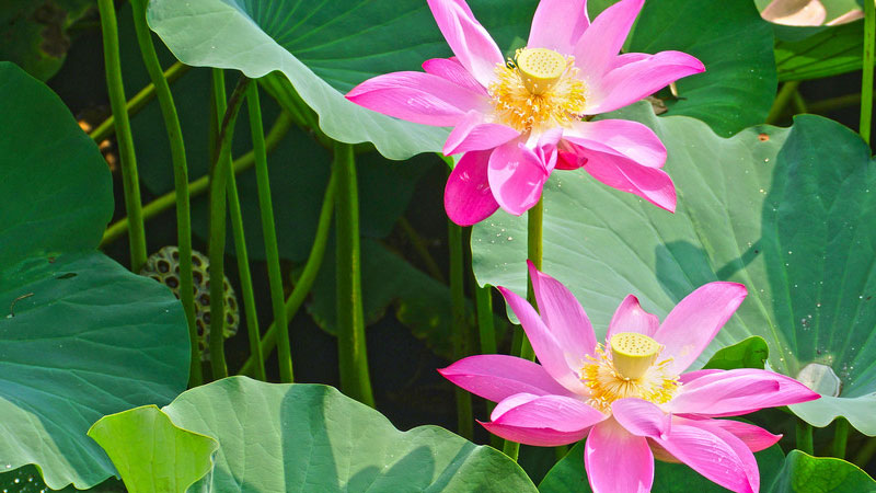 7月開什麼花