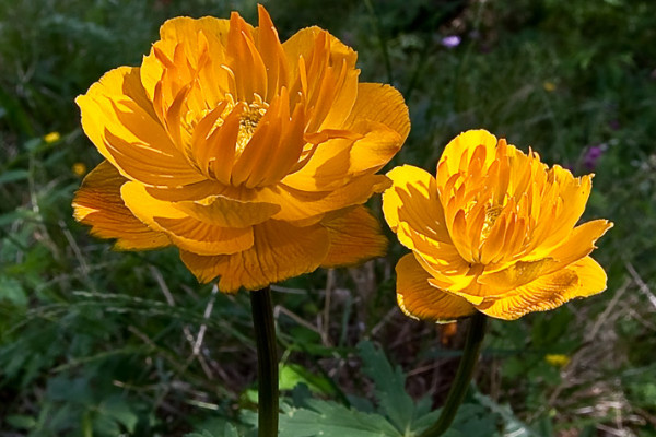 7月開什麼花