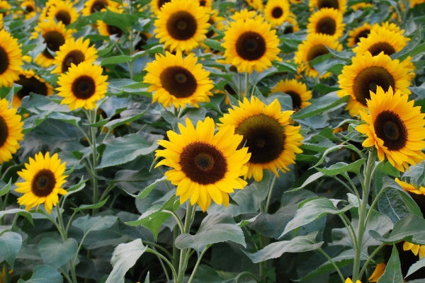 7月開什麼花