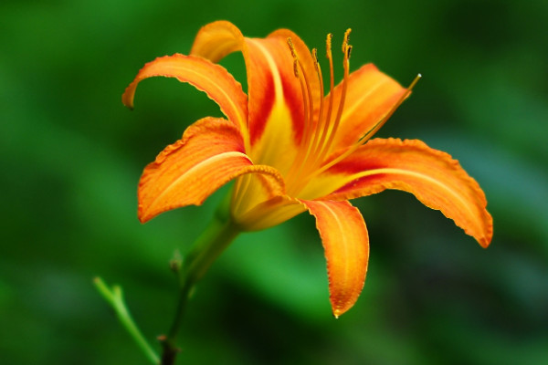送母親鮮花送什麼花