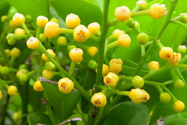 寬口淺盆適合養什麼花