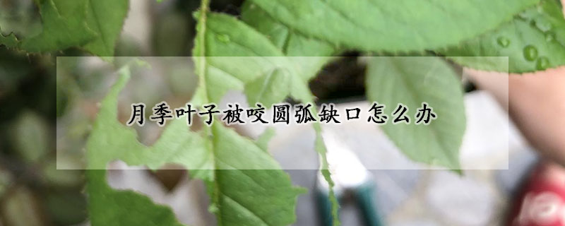 月季葉子被咬圓弧缺口怎麼辦