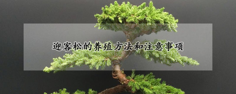 迎客鬆的養殖方法和注意事項