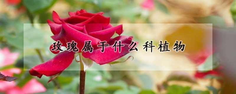 玫瑰屬於什麼科植物