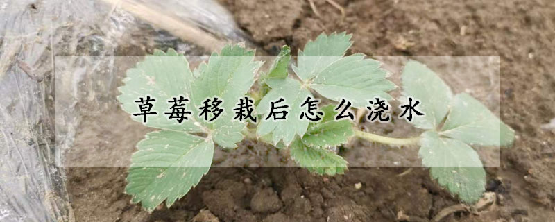 草莓移栽後怎麼澆水