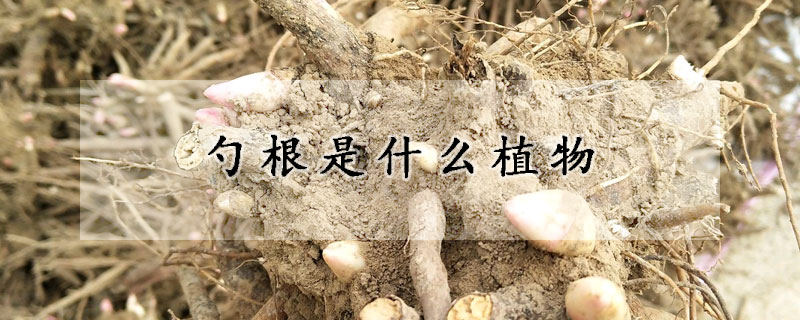 勺根是什麼植物