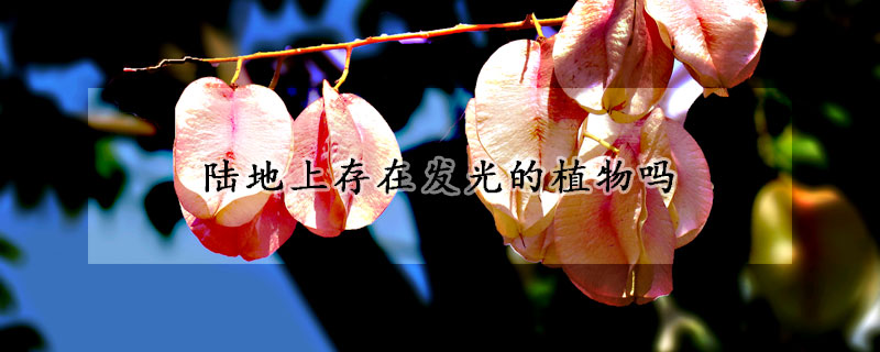陸地上存在發光的植物嗎