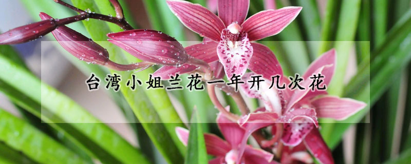 台灣小姐蘭花一年開幾次花
