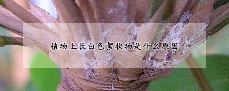 植物上長白色絮狀物是什麼原因