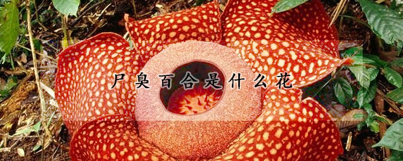 屍臭百合是什麼花