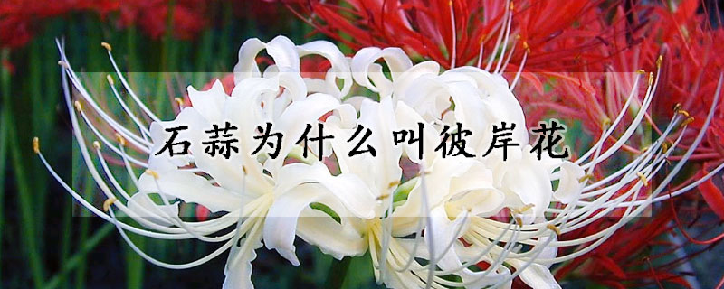 石蒜為什麼叫彼岸花