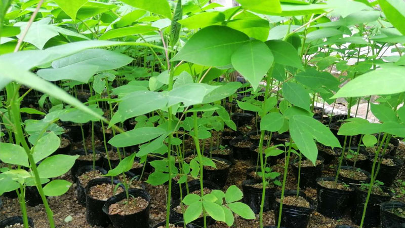 什麼植物驅蛇