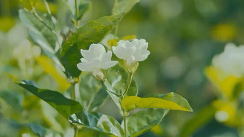 青山盆適合種什麼植物