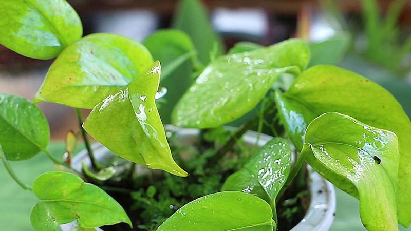 房間種什麼植物最好