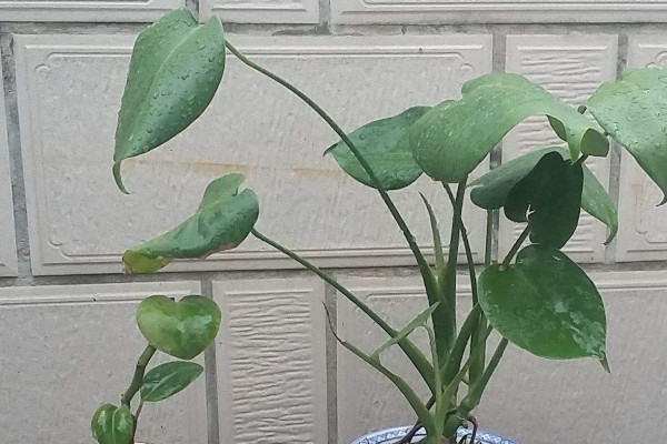 房間種什麼植物最好