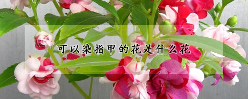 可以染指甲的花是什麼花