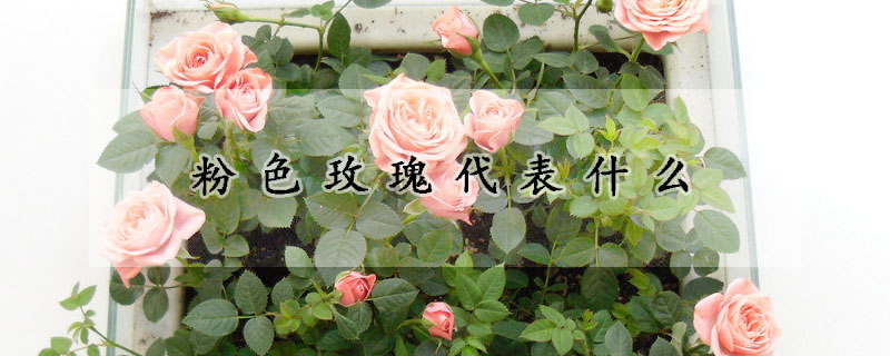 粉色玫瑰代表什麼