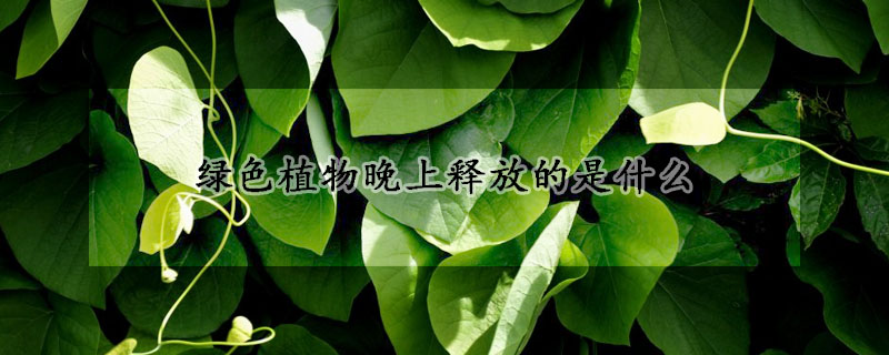 綠色植物晚上釋放的是什麼