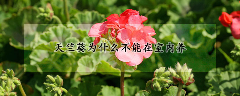 天竺葵為什麼不能在室內養