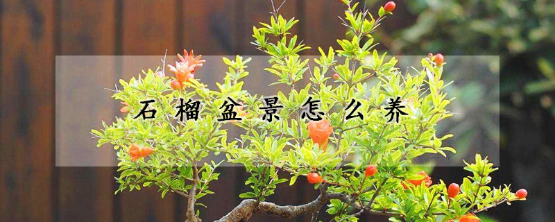石榴盆景怎麼養