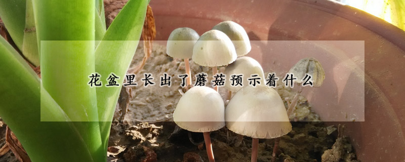 花盆裏長出了蘑菇預示著什麼